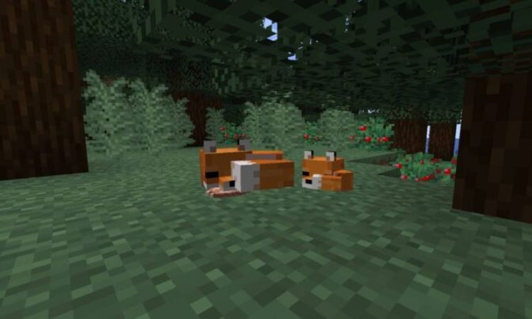 Cáo Minecraft thường sống ở đâu?