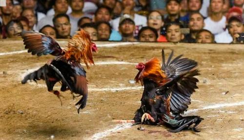 BJ88 – Sân chơi đá gà uy tín số 1 cho dân chơi đam mê