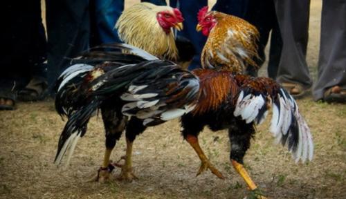 Đá gà cựa sắt b52: Đỉnh cao giải trí và bí quyết chọn chiến kê bất bại 2026