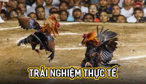 Đá Gà Mibet – Trải Nghiệm Chơi Đỉnh Cao Cho Newbie
