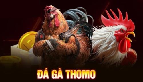 Đá Gà Thomo Ga179 – Trực Tiếp Từ Trường Gà Campuchia, Kịch Tính Từng Trận Đấu