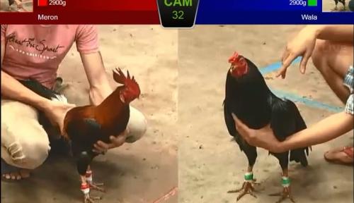 Đá gà Thomo Xoso66 - Chinh phục đấu trường đỉnh cao cùng cao thủ