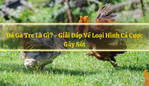 Đá gà tre là gì? - Giải đáp về loại hình chơi gây sốt