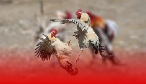 Điều khoản và điều kiện Sabong67 cập nhật mới nhất 2025