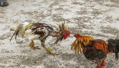 Gà chọi nở đẹp - Khám Phá Vẻ Đẹp Ngoài Hình Của Giống Gà Đặc Biệt Này