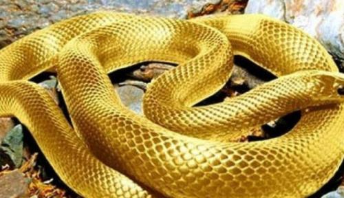 Mơ Thấy Rắn Vàng - Tiết Lộ Những Điềm Báo Tại BET88