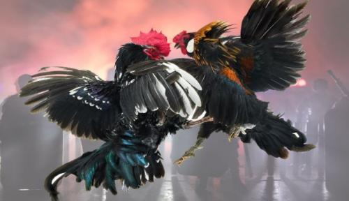 Vin88: Đá Gà Online – Xu Hướng Giải Trí Mới Lạ Cho Tín Đồ Đam Mê