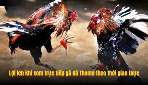 Xem Trực Tiếp Gà Đá Thomo Online Nhanh Và Ổn Định Cùng FLY88